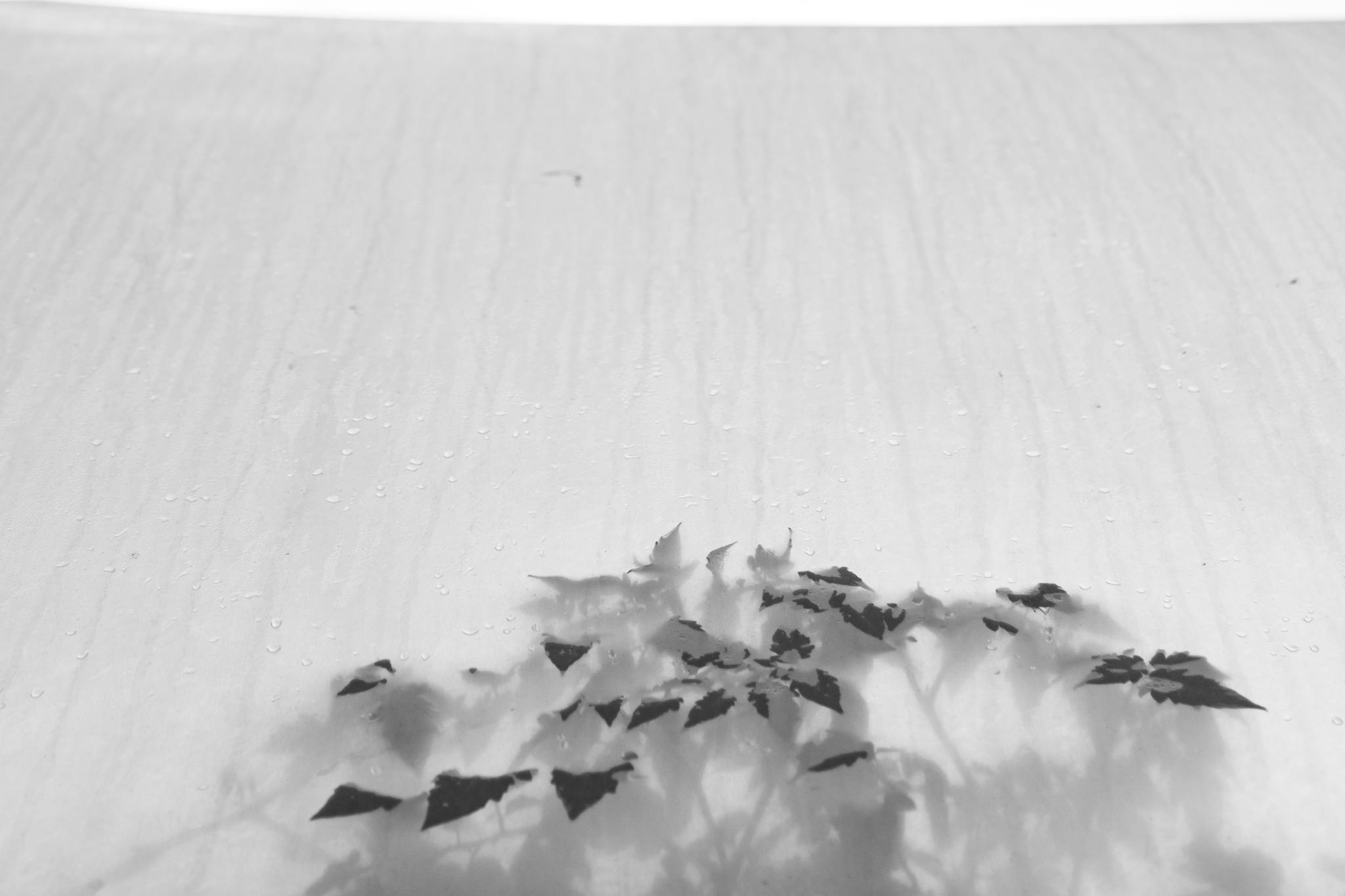 Minimalist black and white image of a plant shadow on a textured wall.