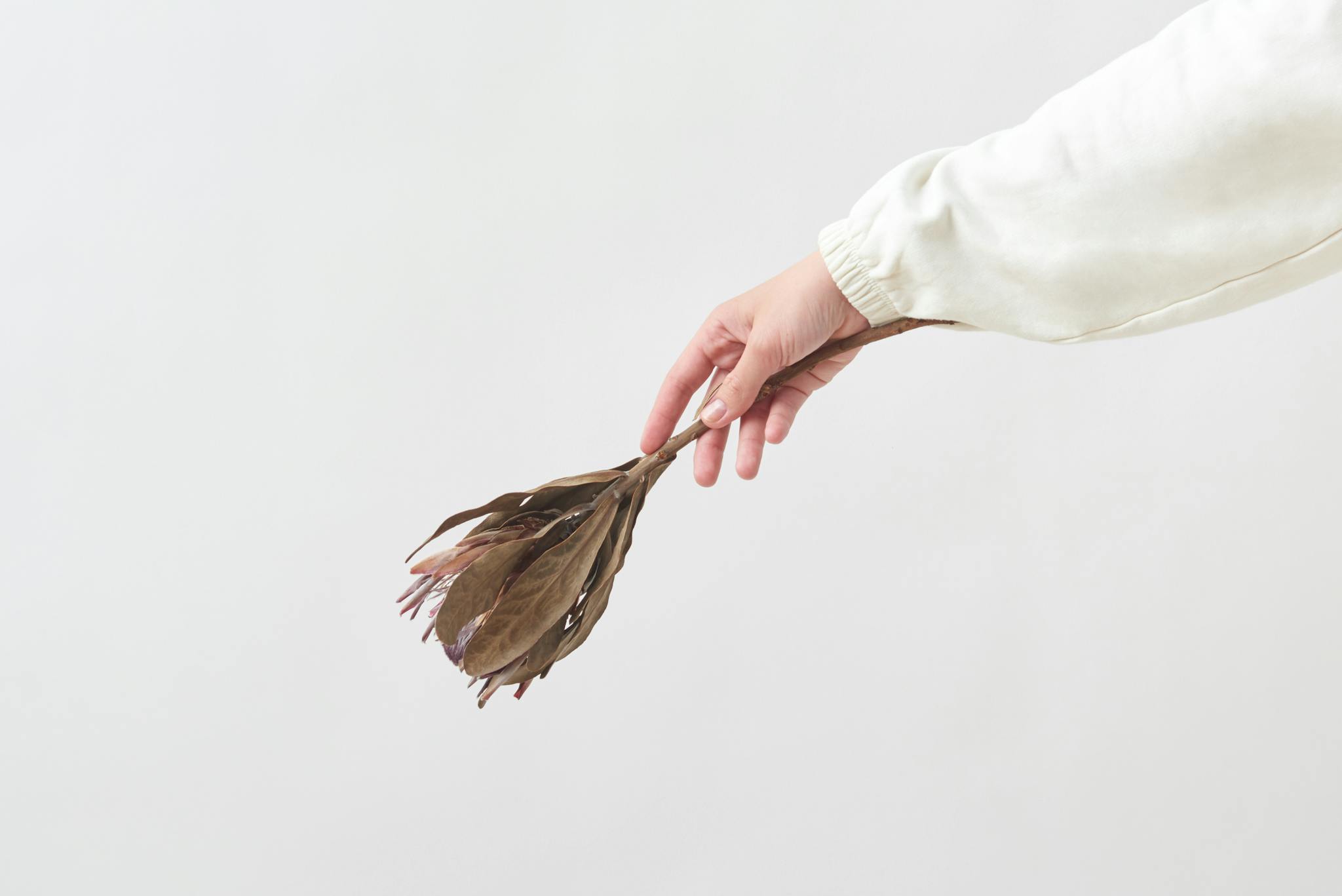 Minimalist photo of a hand holding a dried wildflower against a white background, conveying simplicity and elegance.